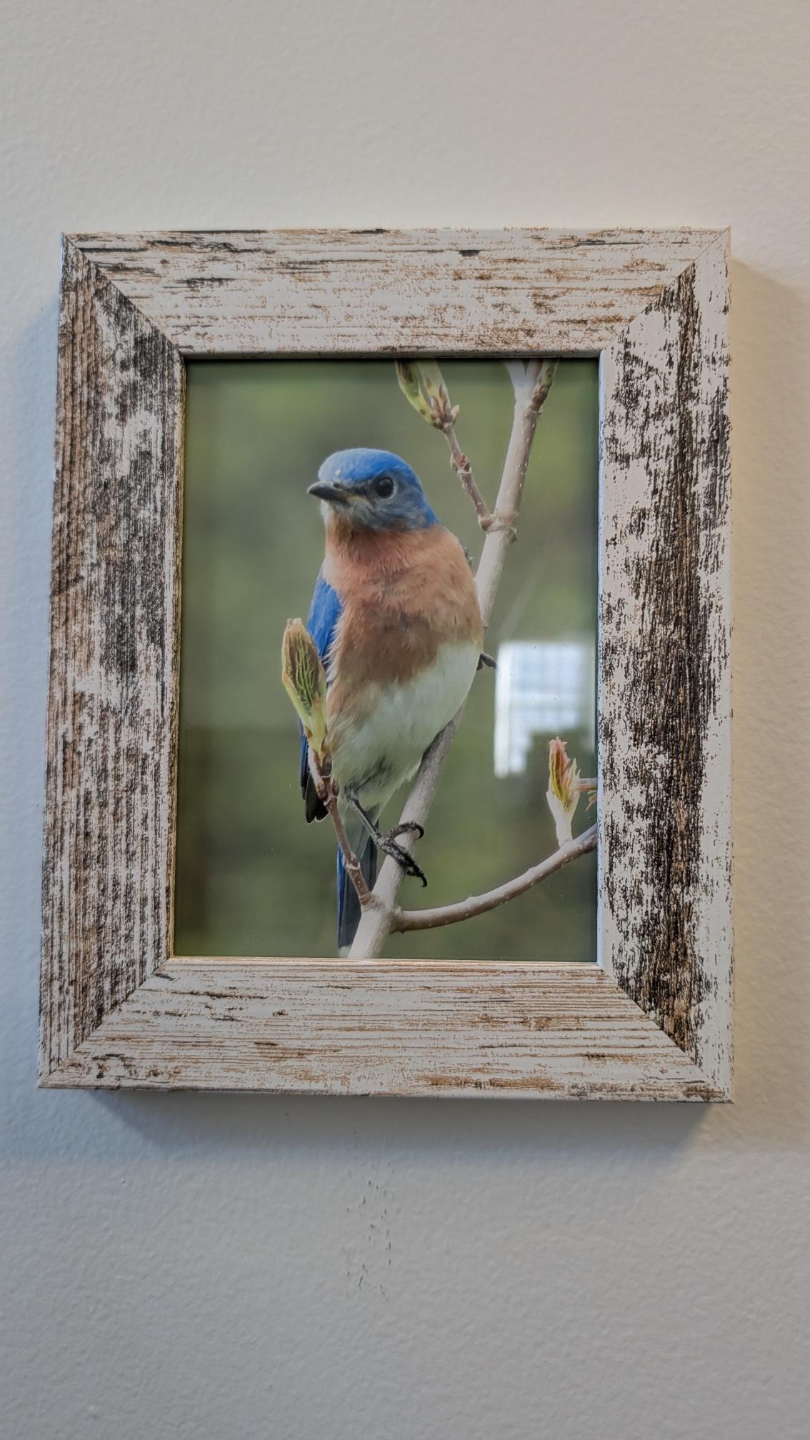 Luisa Ossa: Thoughtful Eastern Bluebird