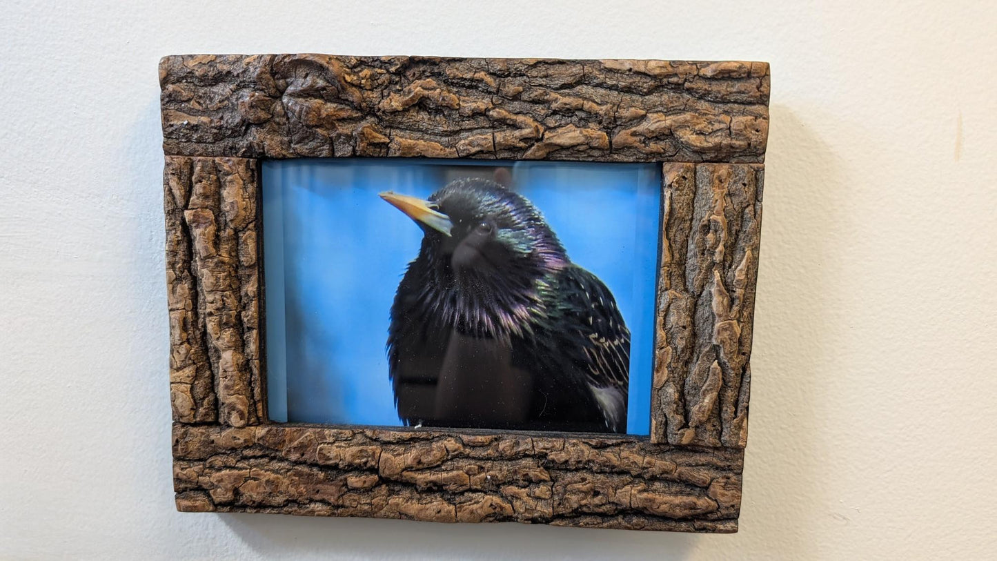 Luisa Ossa: Pensive European Starling