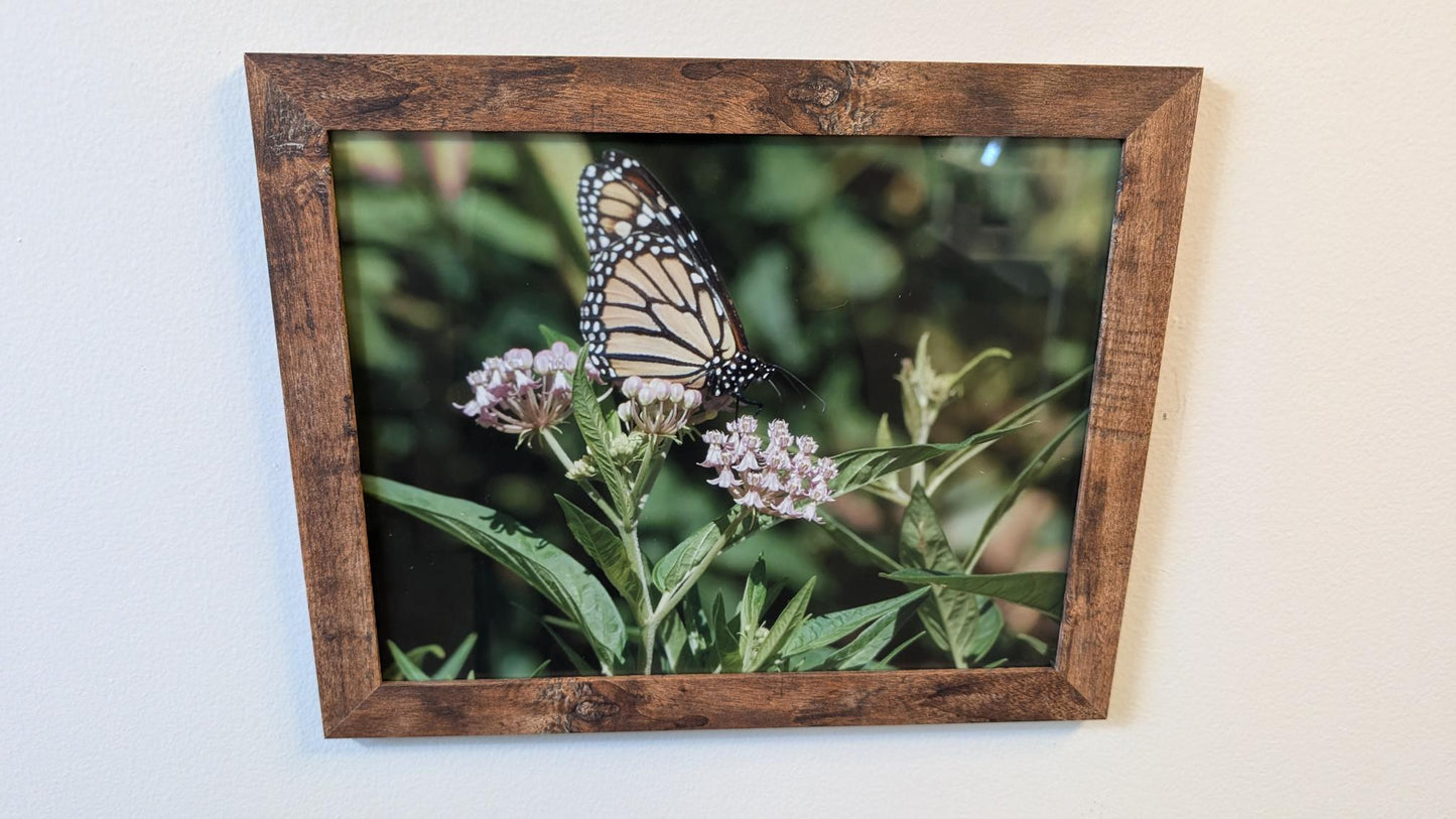 Luisa Ossa: Monarch Butterfly in a Field