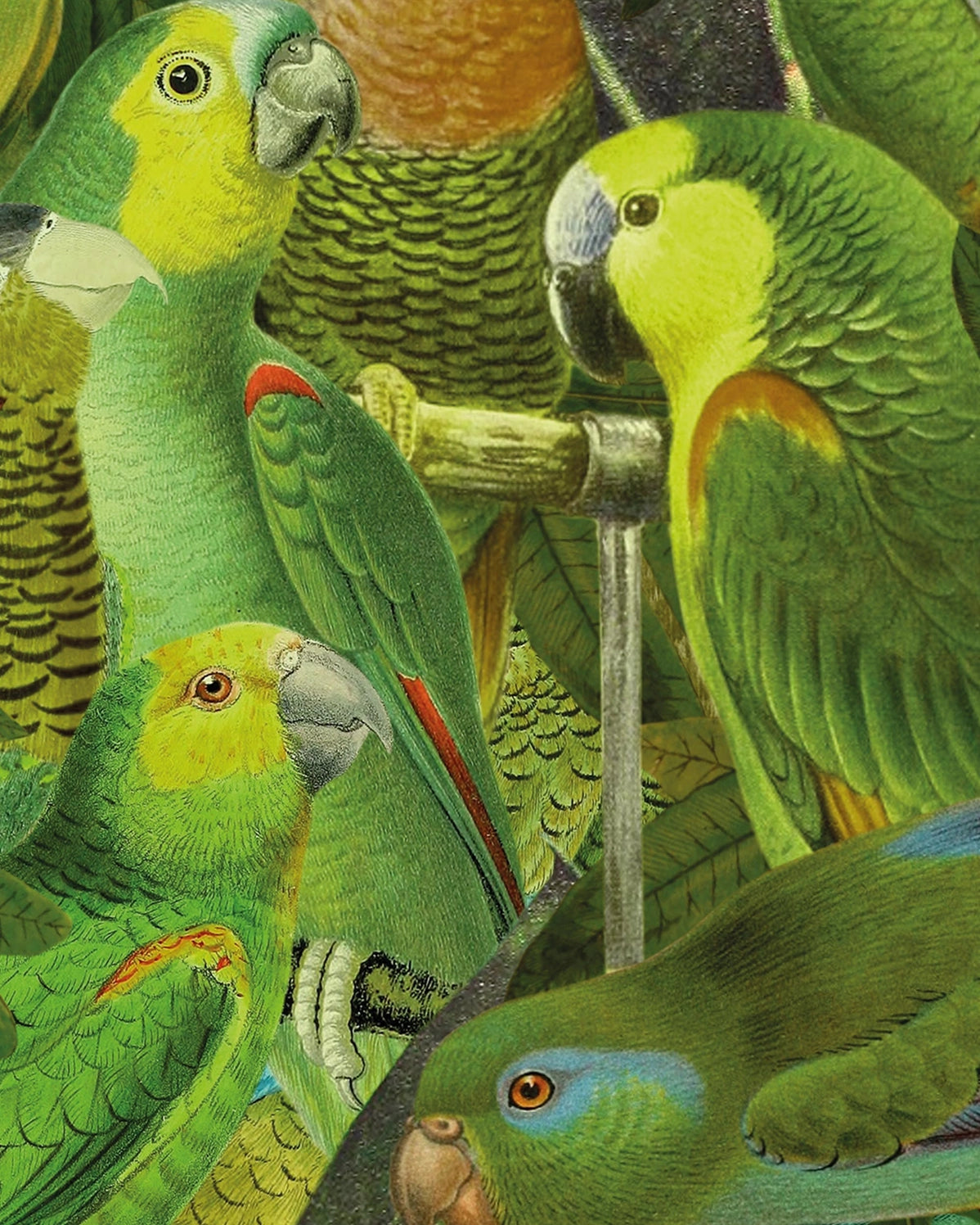 Birds of Paradise, Open Edition Print by Julia Walck