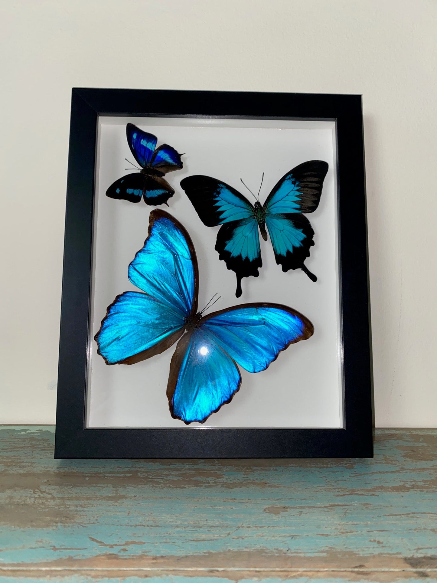 Swirl of Butterfly Delight