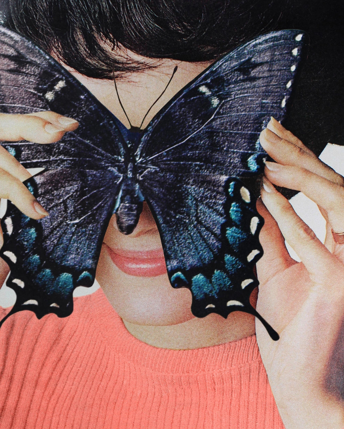 Morpho Butterfly, Open Edition Print by Julia Walck