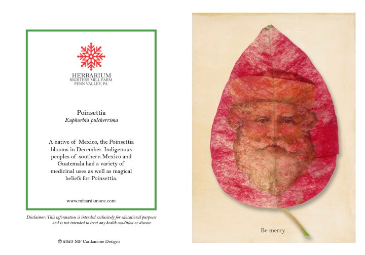 Holiday Notecards: Poinsettia