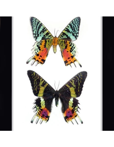 Urania Ripheus Moth in A Frame