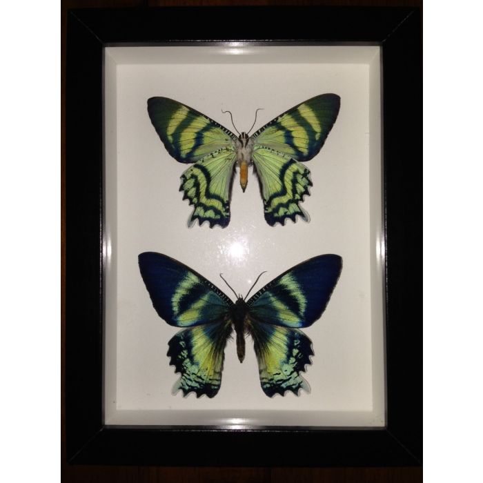 Pair of Alcides odontes, Zodiac Moth in a Black Frame