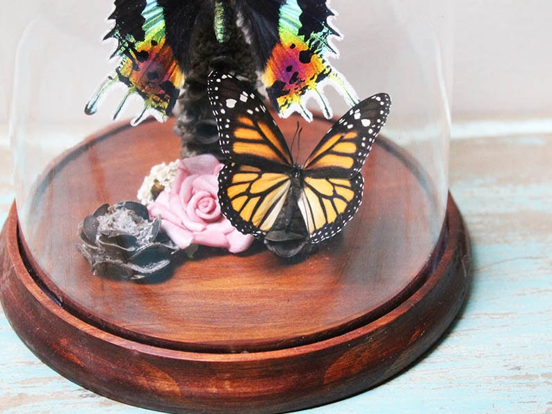 Urania ripheus Moth in a Decorative Dome