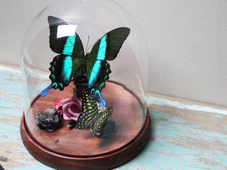 Papilio blumei in a Decorative Dome