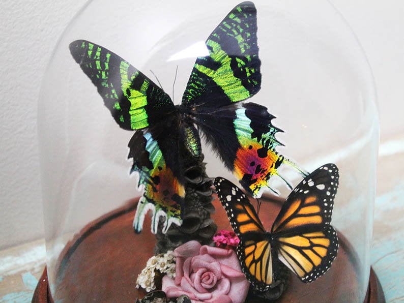 Urania ripheus Moth in a Decorative Dome
