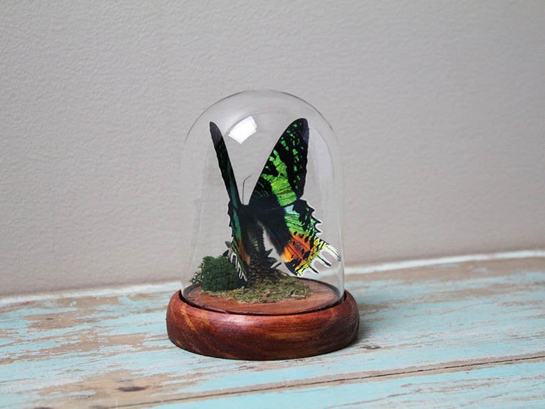 Urania ripheus or Sunset Moth in a Dome