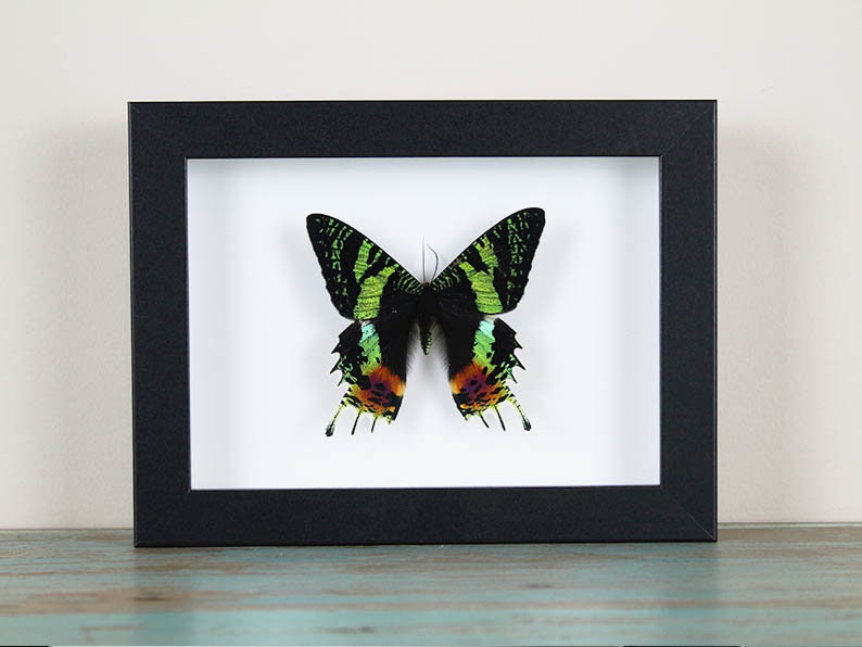 Urania ripheus or Sunset Moth in a Frame