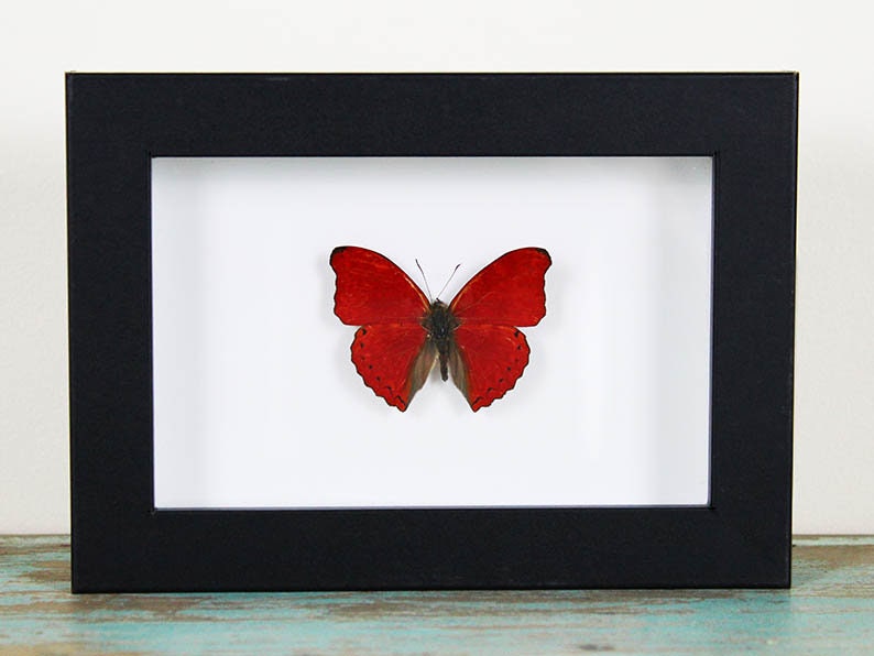 Red glider butterfly in a frame