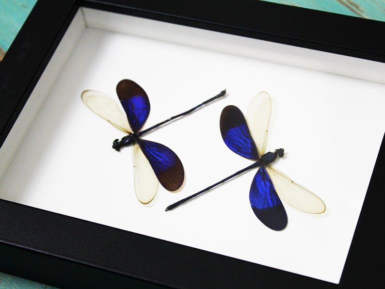 Damselflies in a Frame