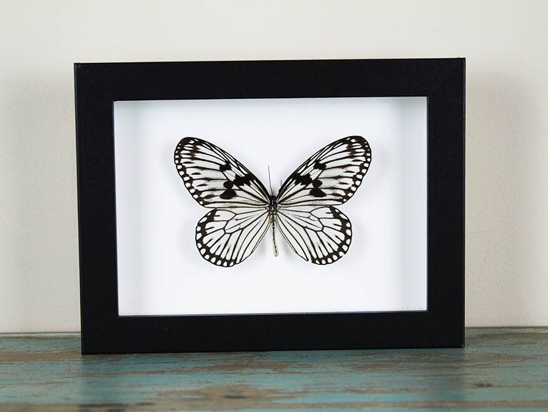 Wood nymph butterfly in a frame