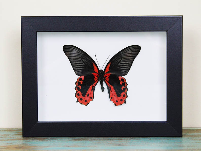 Scarlet Mormon in a Frame
