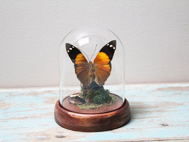 Blomfield's Beauty Butterfly in a Dome