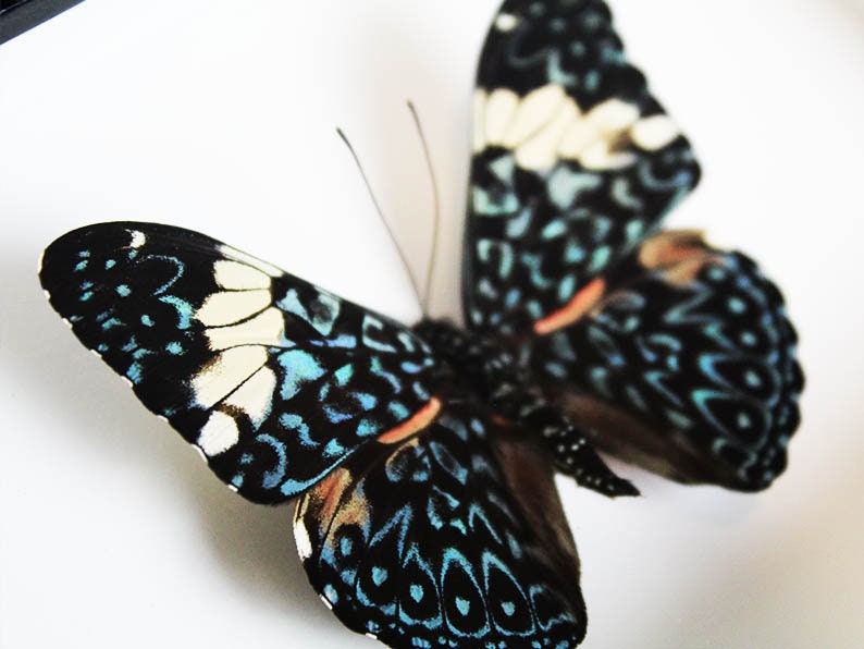 Red cracker butterfly in a frame