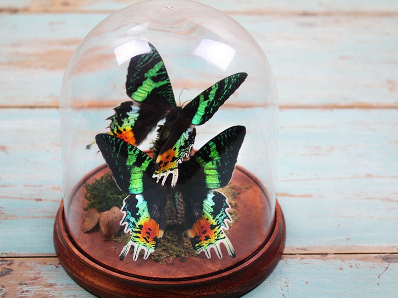 Sunset moth duo in a dome