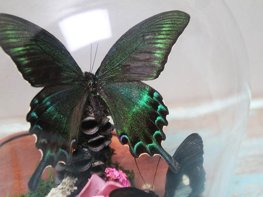 Alpine Black Swallowtail Butterfly in a Dome