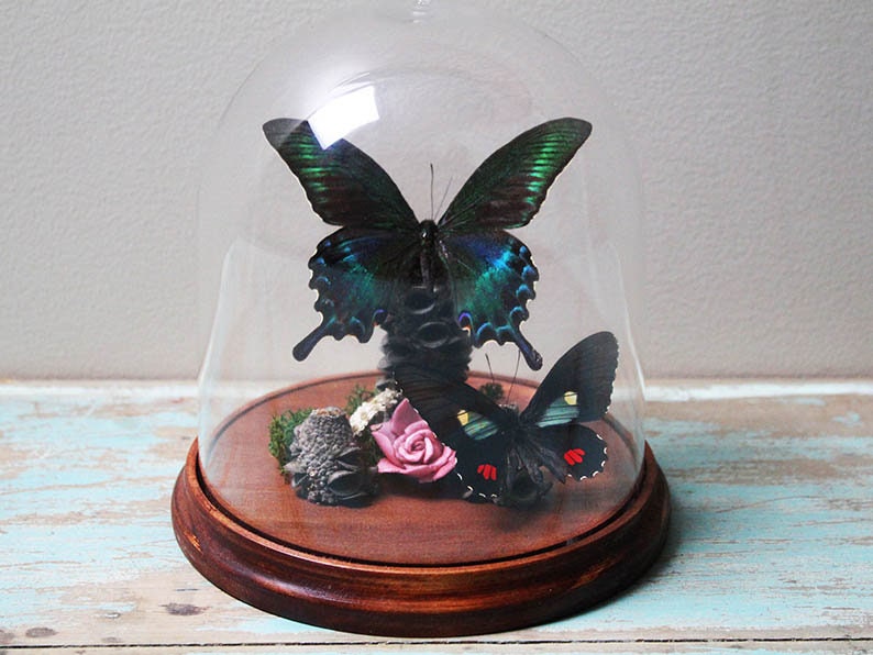 Alpine Black Swallowtail Butterfly in a Dome