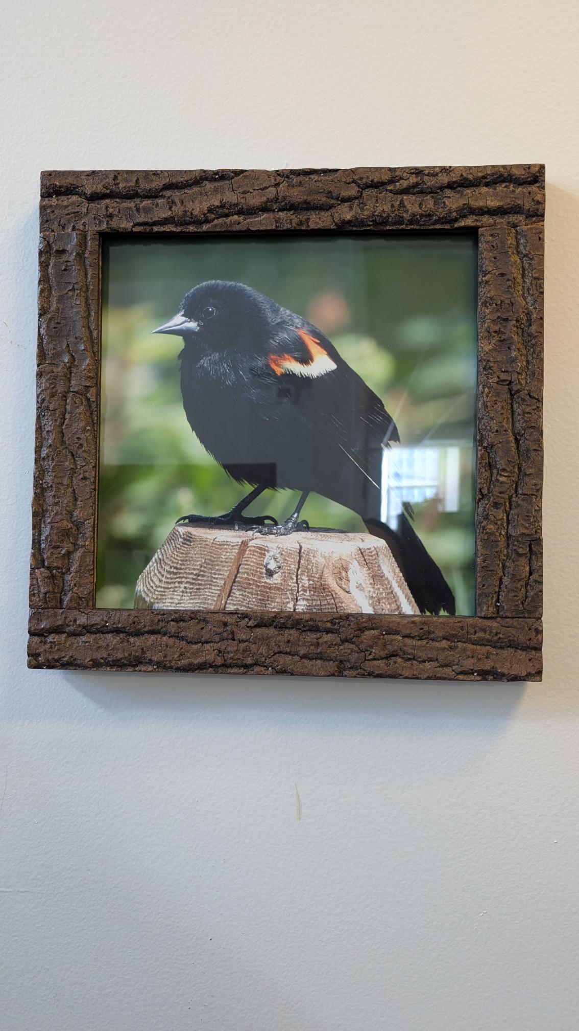 Luisa Ossa: Posing Red Winged Blackbird