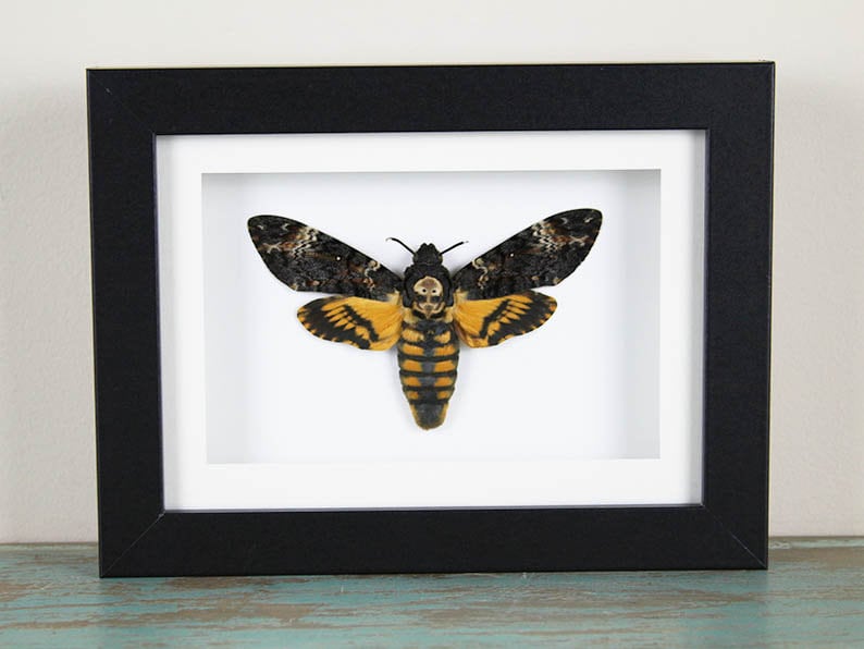 Death Head Moth Framed