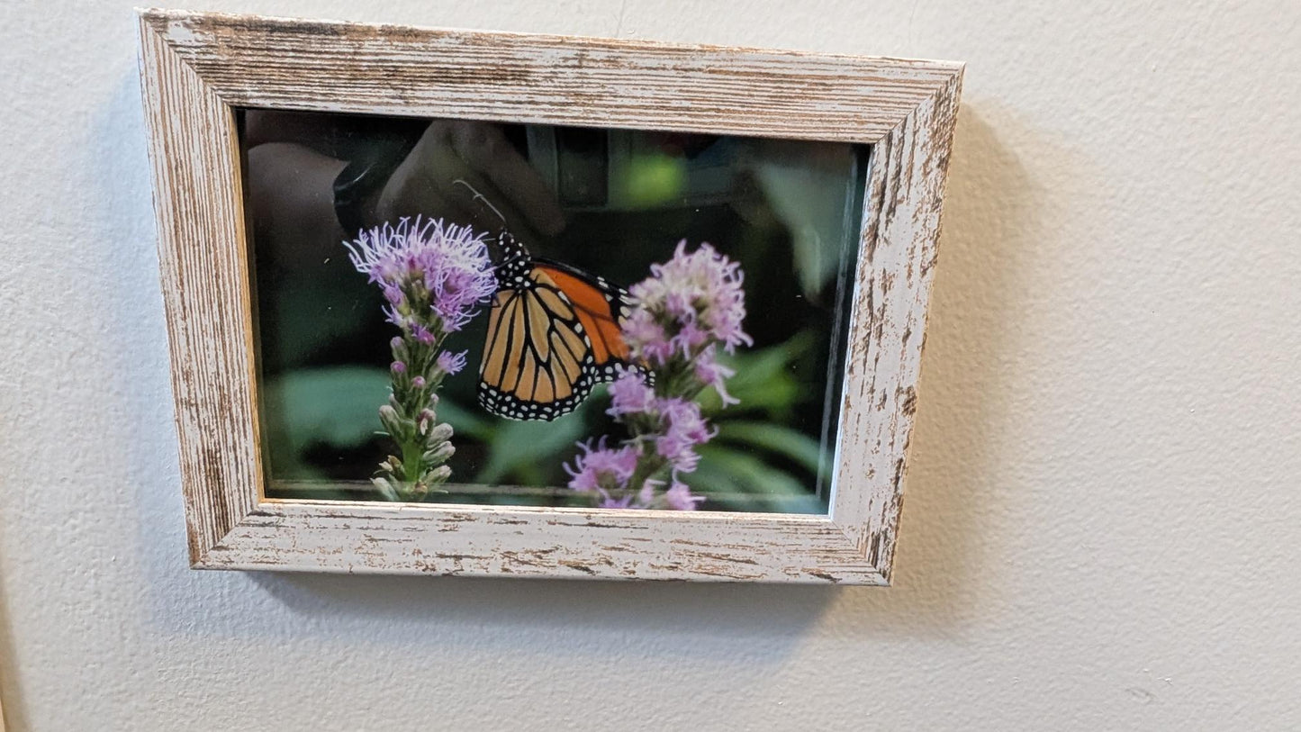Luisa Ossa: Monarch Butterfly on a Purple Flower