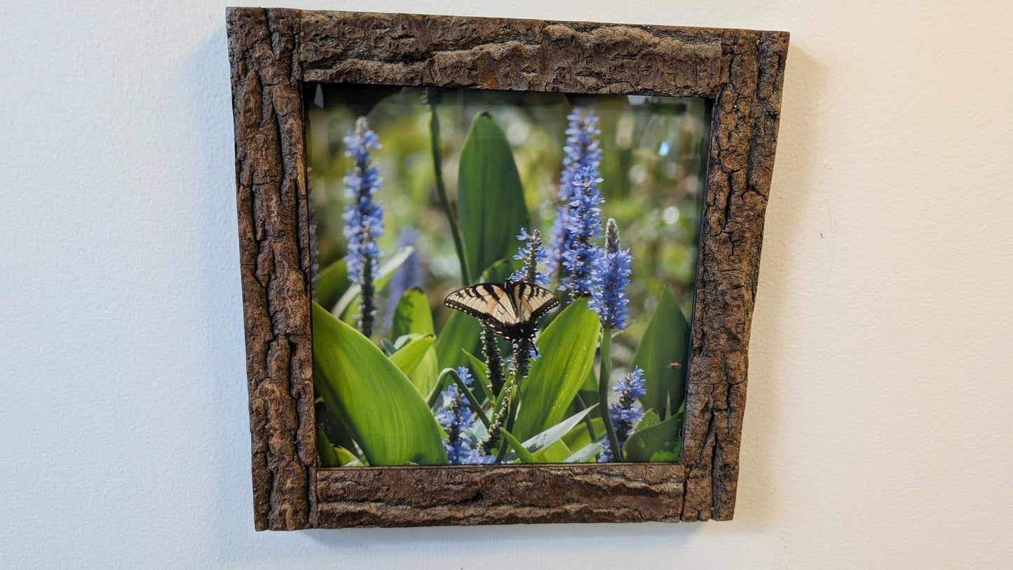 Luisa Ossa: Swallowtail Butterfly in Purple Flowers