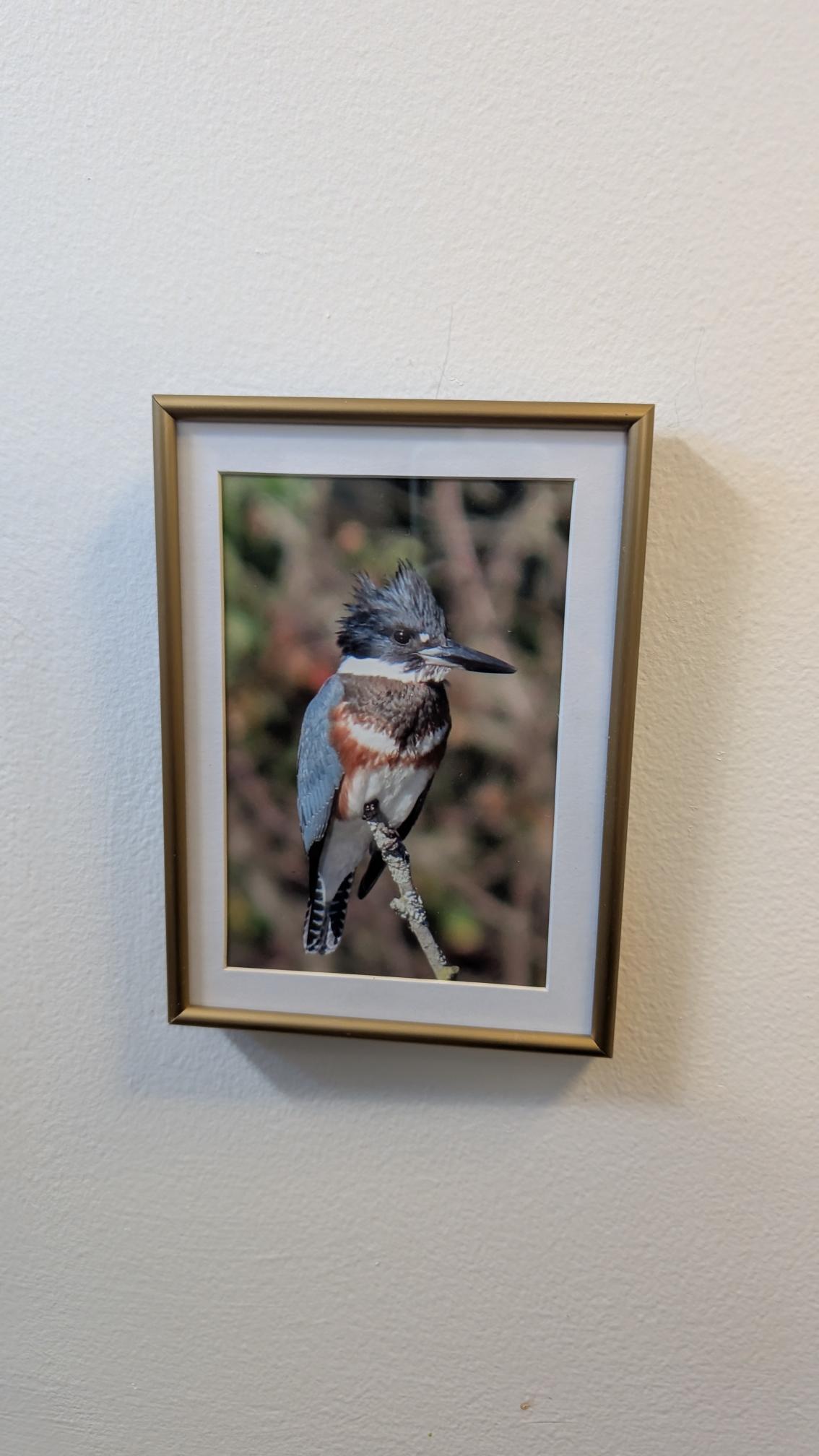 Luisa Ossa: Cute Kingfisher