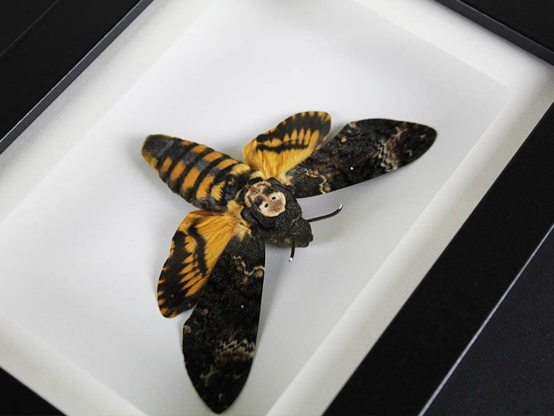 Death Head Moth Framed