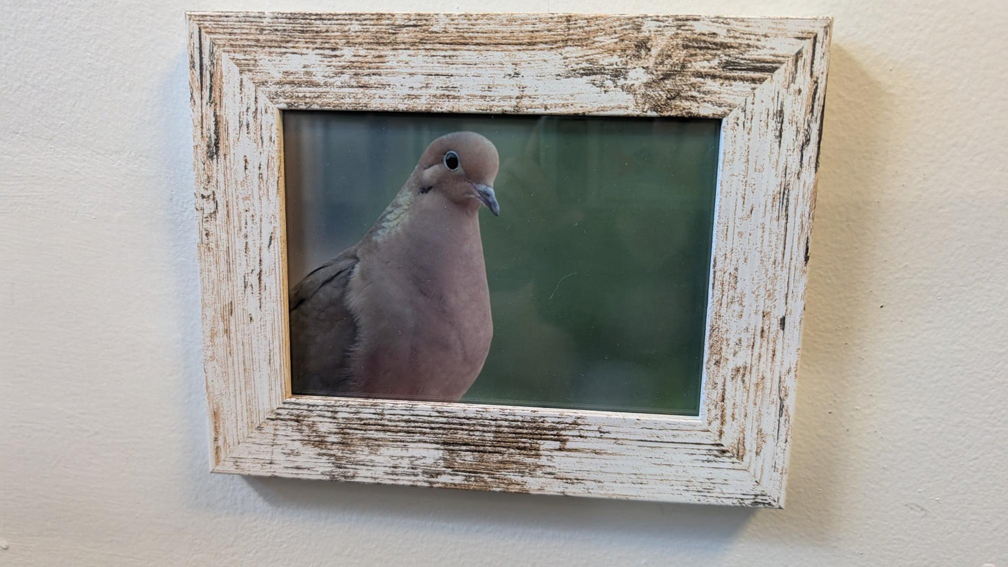 Luisa Ossa: Inquisitive Mourning Dove
