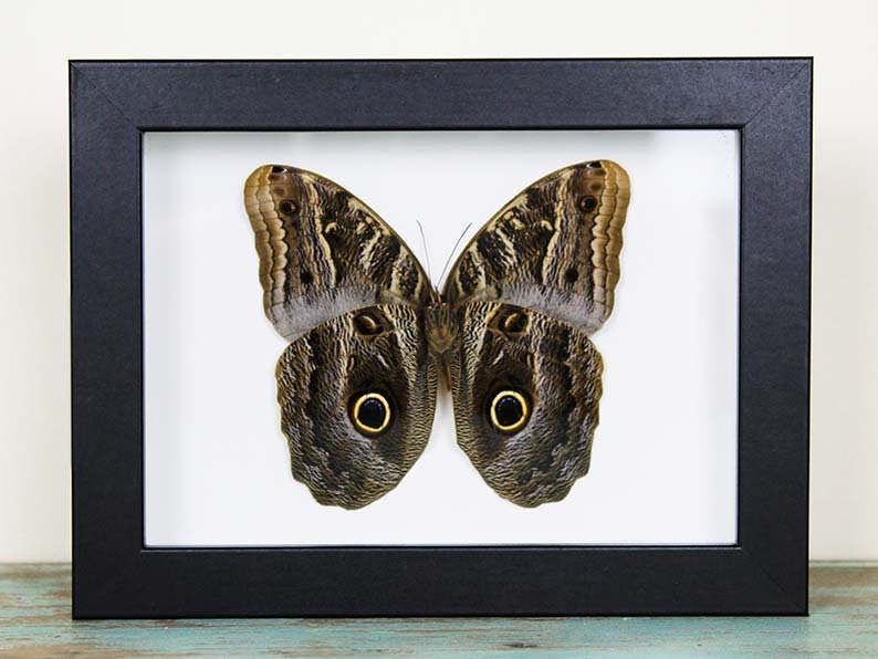 Owl Butterfly in a Frame