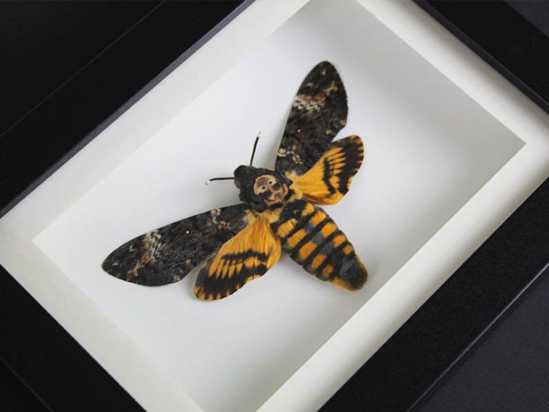 Death Head Moth Framed