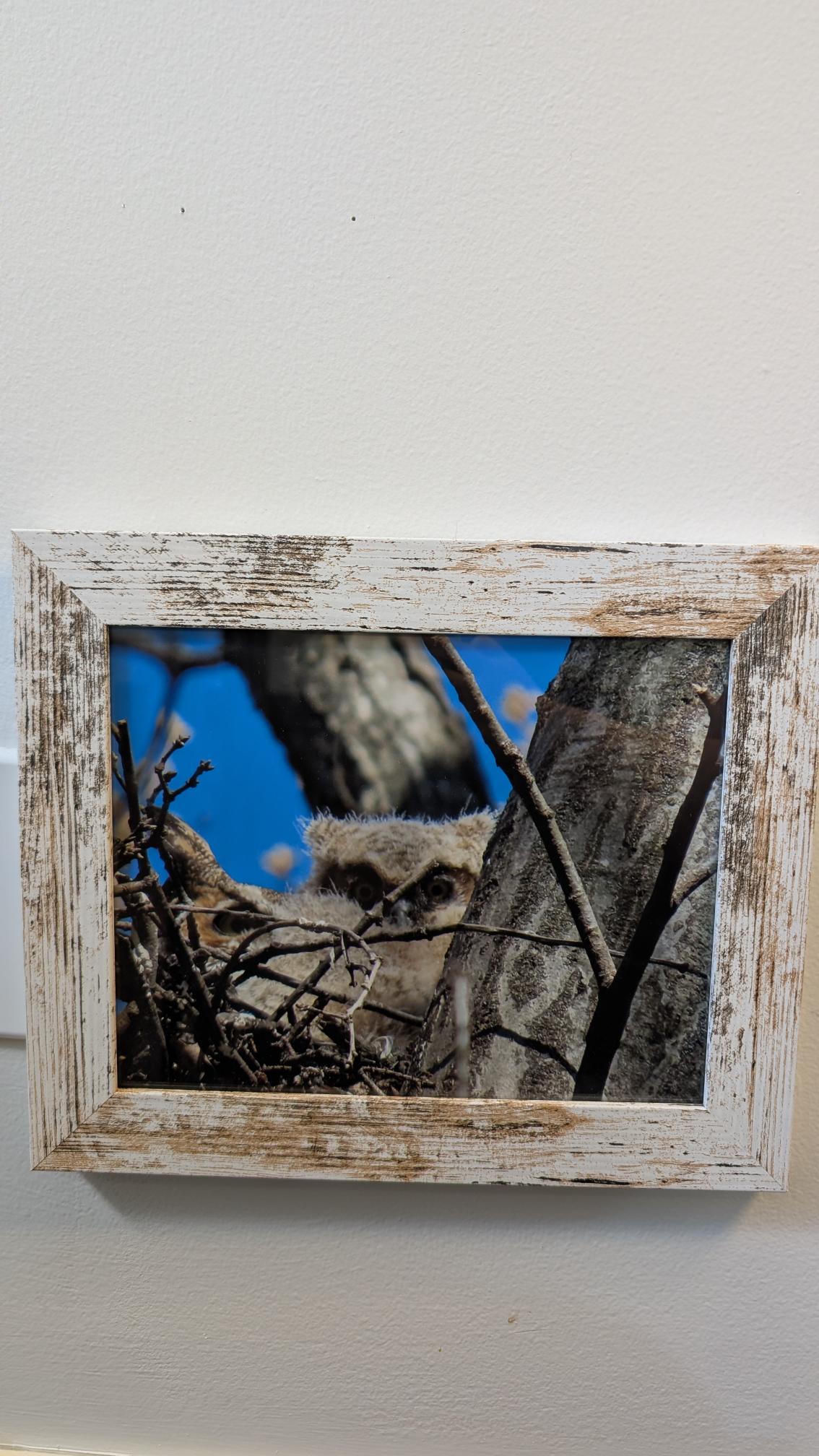 Luisa Ossa: Mom and Baby Great Horned Owl Peek-a-boo