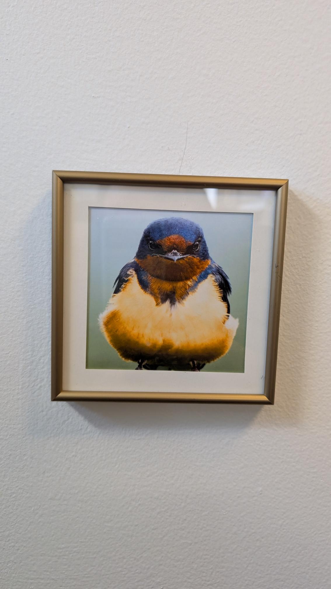 Luisa Ossa: Barn Swallow
