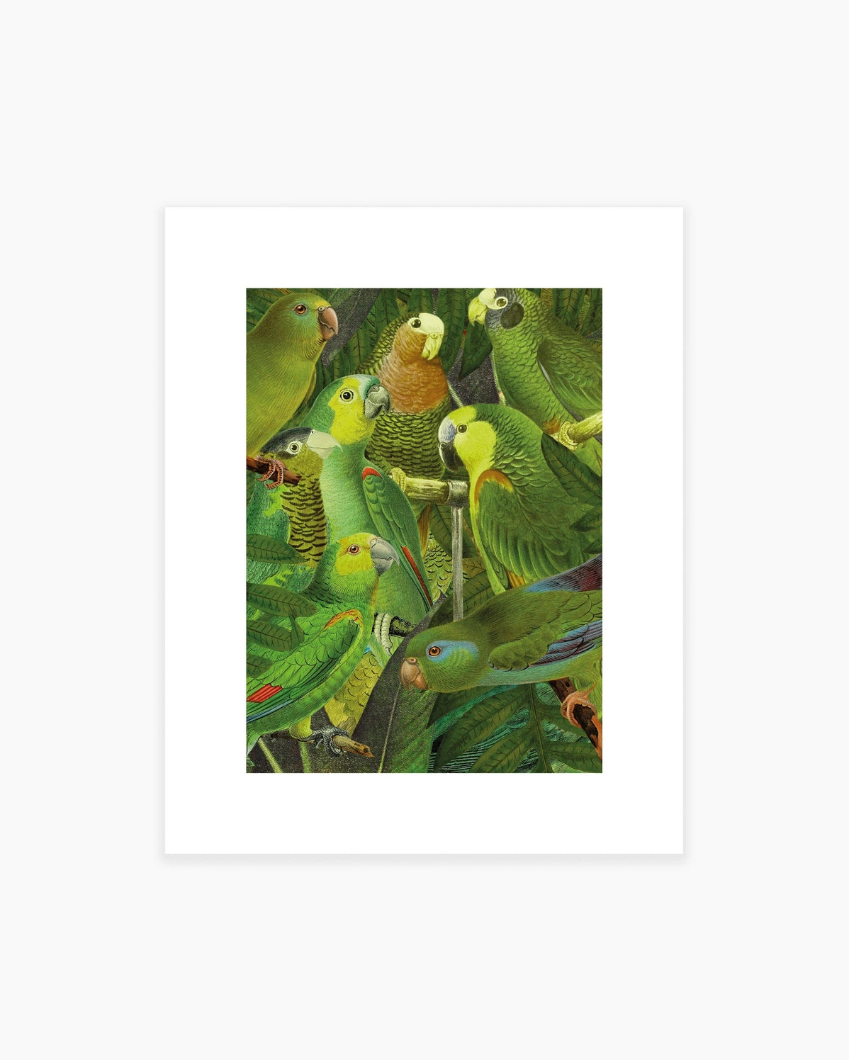 Birds of Paradise, Open Edition Print by Julia Walck