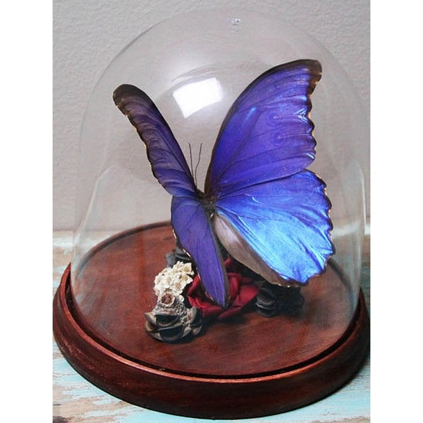 Beautiful Blue Morpho Didius Butterfly Insect Home Decor