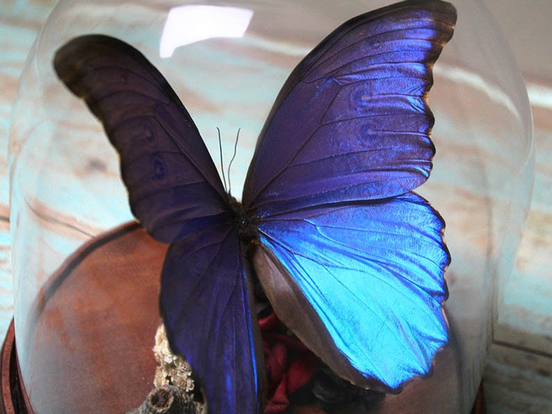 Beautiful Blue Morpho Didius Butterfly Insect Home Decor