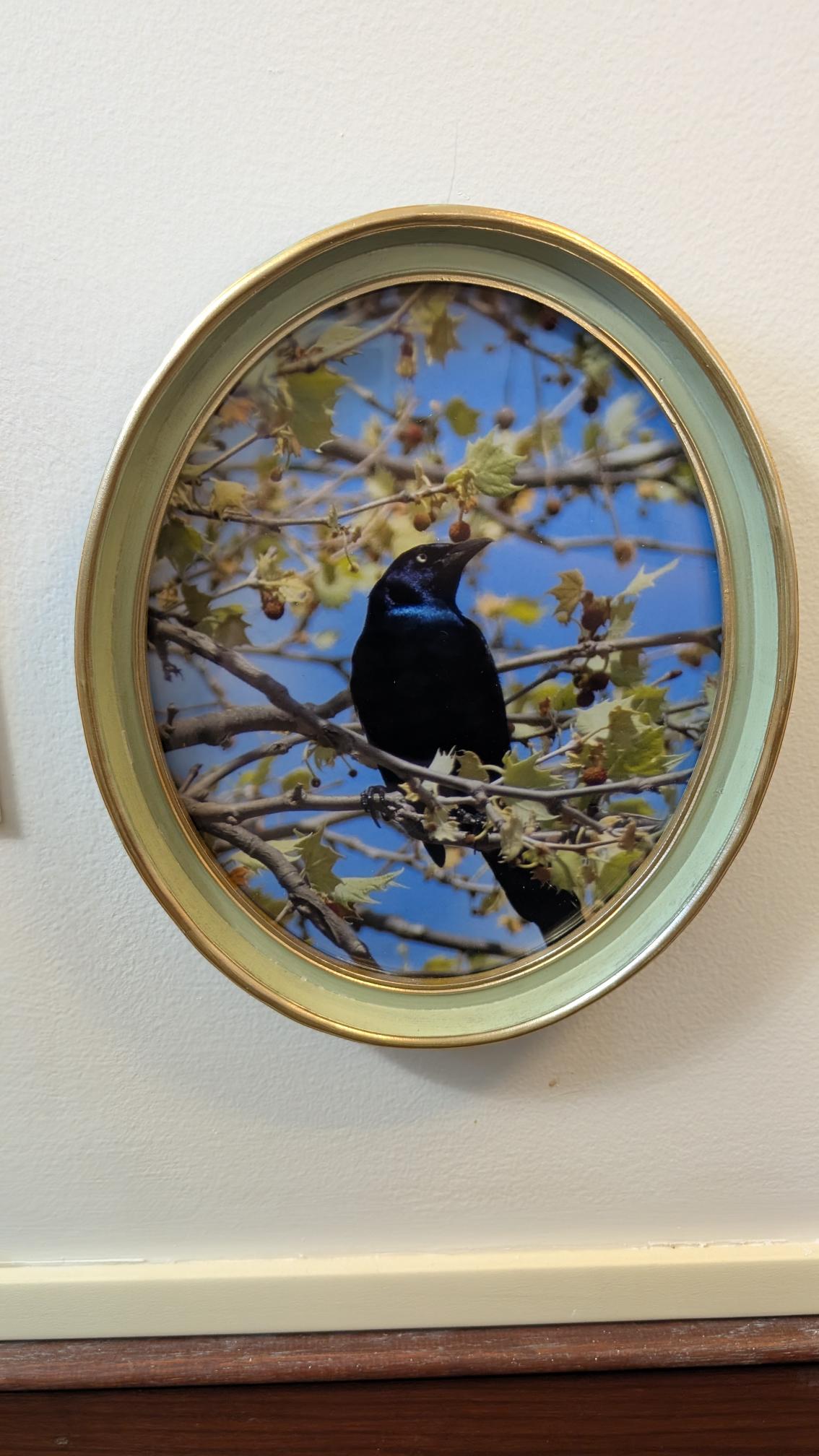Luisa Ossa: Common Grackle in Leaves