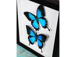 Double Papilio Ulysses Butterflies in A Frame