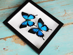 Double Papilio Ulysses Butterflies in A Frame
