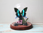 Papilio Blumei in A Decorative Dome