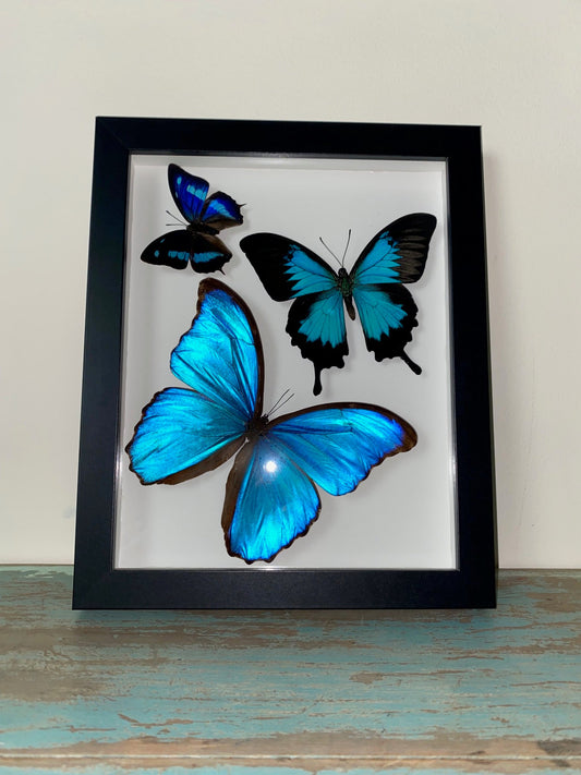Swirl of Butterfly Delight