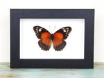 Lacewing Butterfly in A Frame