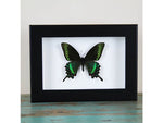 Maackii Butterfly in A Frame