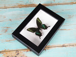Maackii Butterfly in A Frame