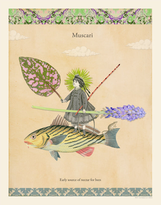 Muscari, Open Edition Print by MF Cardamone