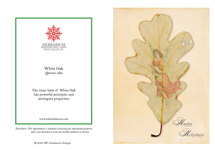 Holiday Notecards: White Oak