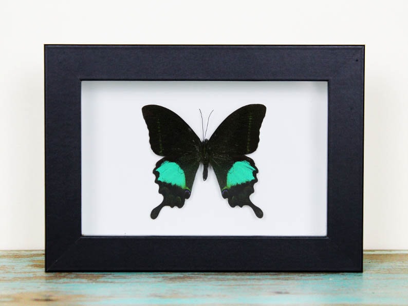 1 Peacock Paris in A Frame