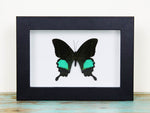 1 Peacock Paris in A Frame