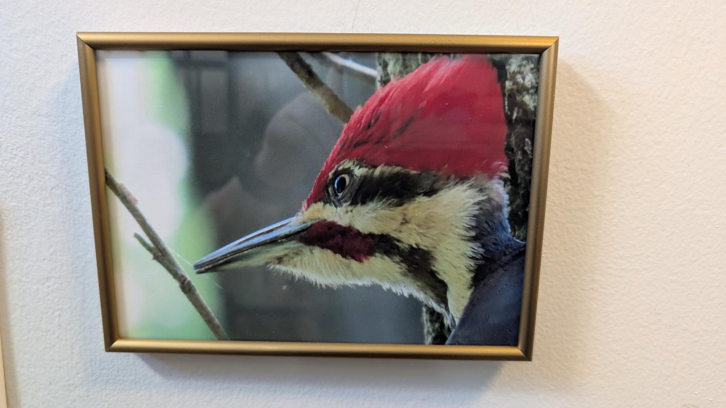 Luisa Ossa: Pileated Woodpecker
